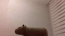 a stuffed animal is standing in a room with a white wall