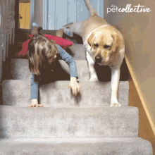 Crawling The Pet Collective GIF - Crawling The Pet Collective Mimic GIFs