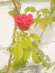 A Beautiful Rose For My Beautiful Baby GIF - A Beautiful Rose For My Beautiful Baby GIFs