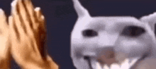 a white dog is giving a high five to a person .