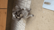 Shitzu Dog GIF - Shitzu Dog GIFs