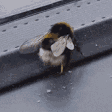 Bee Waggle GIF - Bee Waggle Dance GIFs