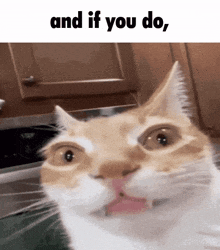 a cat with its tongue out and the words and if you do