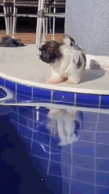 Cachorro Na Agua GIF - Cachorro Na Agua GIFs