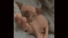 Meow Yawn GIF - Meow Yawn Just Woke Up GIFs