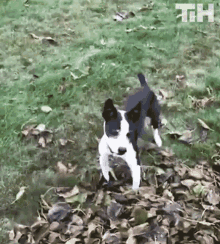 Playing Funny GIF - Playing Funny Jump GIFs