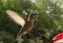 Hummingbird Fly GIF - Hummingbird Bird Fly GIFs