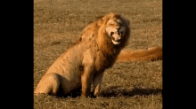 Lol GIF - Lion Roar Roaring GIFs