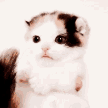Kitten Kitty GIF - Kitten Kitty Cat GIFs