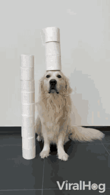 Balance Dog Tissue Balancing GIF - Balance Dog Tissue Balancing Tissue Rolls GIFs
