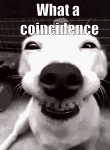 Coincidencebecks GIF - Coincidencebecks GIFs