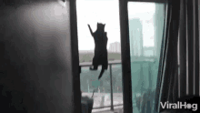 Cat Viralhog GIF - Cat Viralhog Hanging GIFs