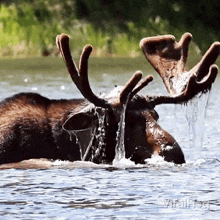 Splashing Moose GIF - Splashing Moose Viralhog GIFs