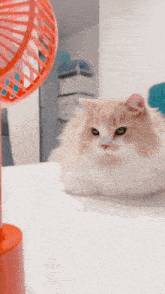 Mogmog Chungus GIF