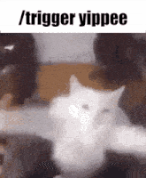 Trigger Yippee Yippee Cat GIF