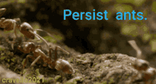 Persistent Ants GIF