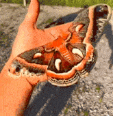 a close up of a person holding a butterfly