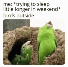 Sleeping Memes GIF - Sleeping Memes Bird GIFs