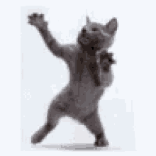 Cat Dance GIF