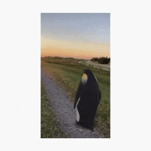 Penguin What Is Life GIF - Penguin What Is Life Penguin Sunset GIFs