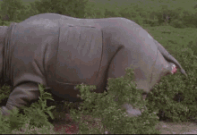 Rhino Ace GIF - Rhino Ace Ventura GIFs