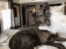 Dogs Rough House GIF - Dogs Rough House Play Time GIFs