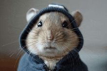 a close up of a hamster wearing a hoodie and a hat .