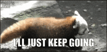 a red panda says i 'll just keep going while walking