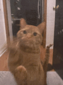 Mittens The Cat GIF - Mittens The Cat GIFs