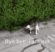 Hiding Bye GIF - Hiding Bye Cats GIFs