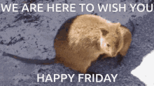Happy Friday GIF - Happy Friday Quokka GIFs