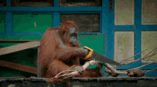 Orangutan Monkey GIF - Orangutan Monkey Tool GIFs