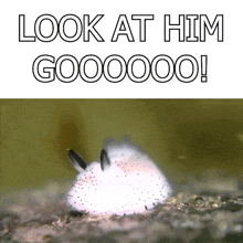 Sea Bunny Sea Slug GIF