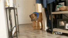 Curious National Geographic GIF - Curious National Geographic Building A Fearful Dogs Confidence GIFs