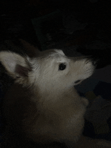 a close up of a white dog in the dark