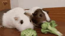 Bonk Hamster GIF - Bonk Hamster Cute GIFs