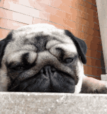 Sleepy Pug Tired GIF - Sleepy Pug Tired Tired Dog GIFs