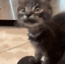 Kitten Cat GIF - Kitten Cat Cat Attacking Camera GIFs