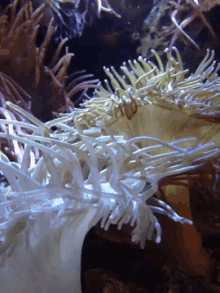 Coral GIF - Coralreef Corals Under Water GIFs