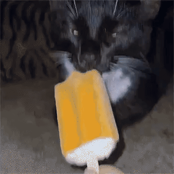 Cat licked chocolate top ice cream