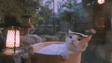 Cat Onsen GIF
