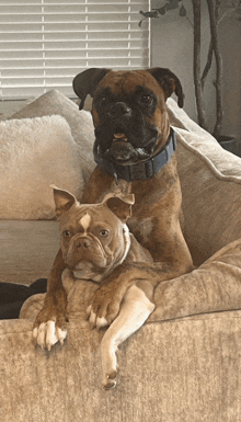 two dogs are laying on a couch and one has a blue collar