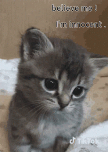 Shy Innocent Cat Cute Animal GIF