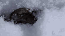 Snow Digger Alaskas Deadliest GIF - Snow Digger Alaskas Deadliest Vole GIFs