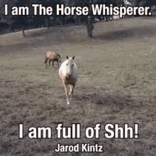 Jarod Kintz Horse GIF - Jarod Kintz Horse Humor GIFs