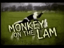 Monkey On The Lam GIF - Monkey On The Lam GIFs