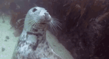 Seals GIF - Seals GIFs