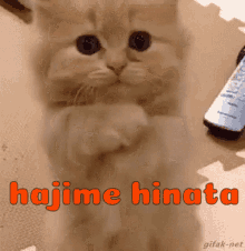 Hajime Hinata Hajime Hinata Danganronpa Kitten GIF