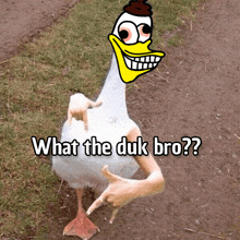 a picture of a duck with a cartoon face and the words " what the duk bro "