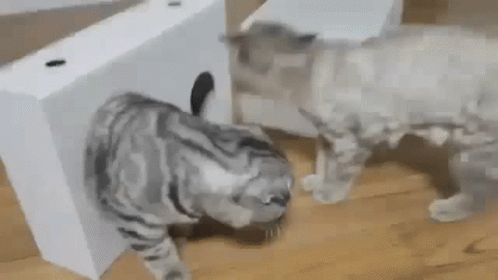 Cat Cats GIF - Cat Cats Monday - Discover & Share GIFs